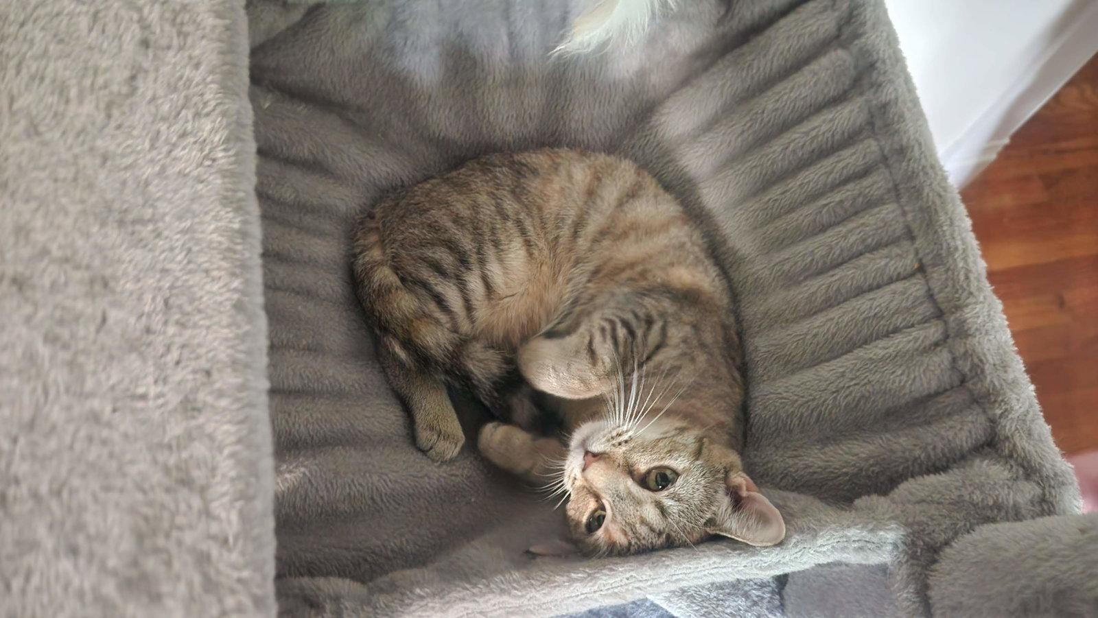 Lilly, Adoptable, Young Female American Shorthair.