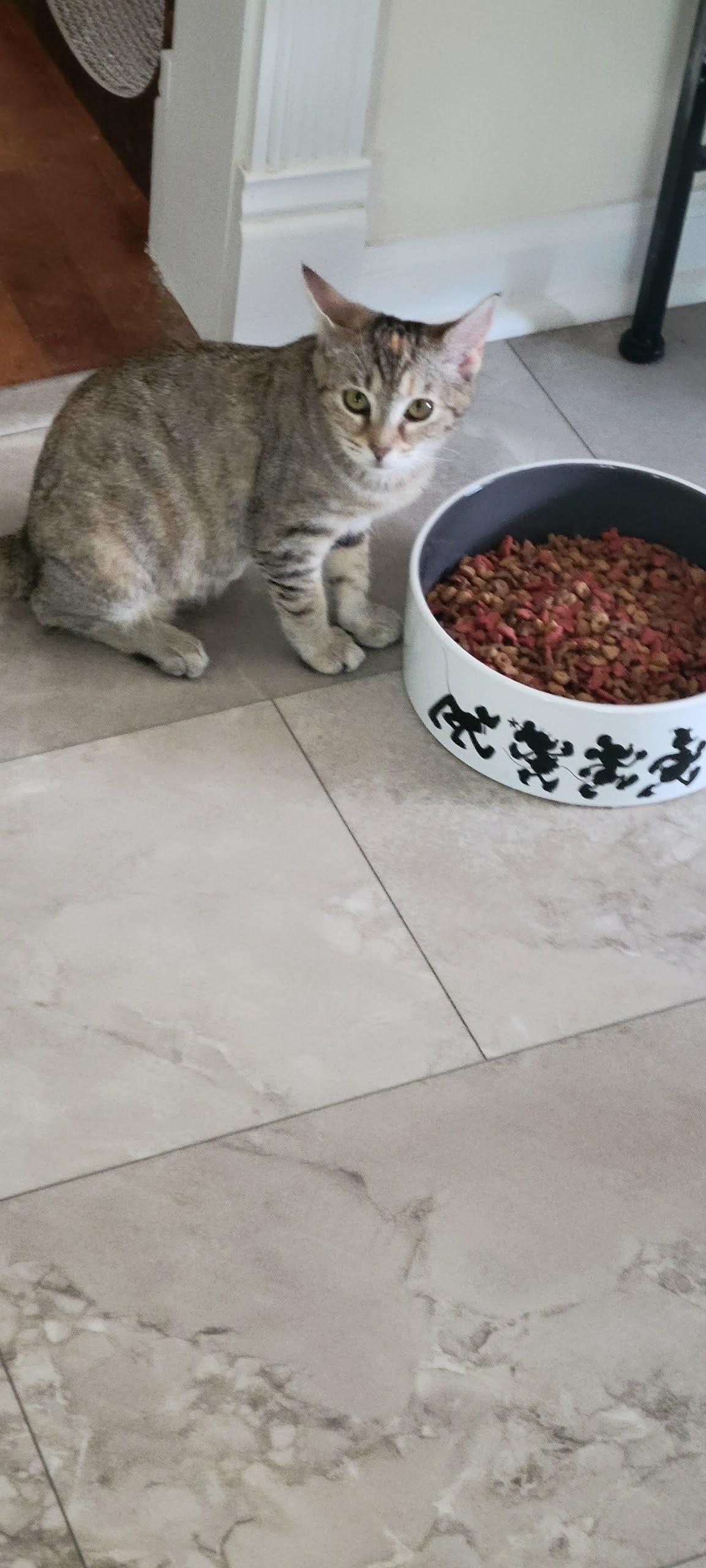 Enlarge Lilly, a Adoptable American Shorthair in Roanoke, AL image 2/3
