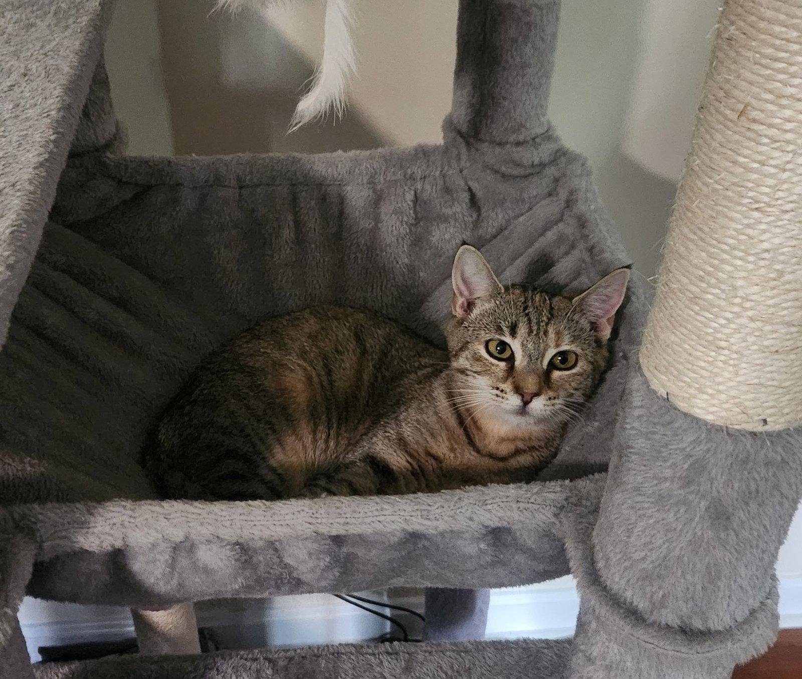 Enlarge Lilly, a Adoptable American Shorthair in Roanoke, AL image 3/3