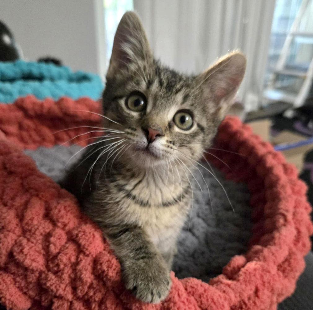 Parsnip (AO34147), Baby Female Tabby