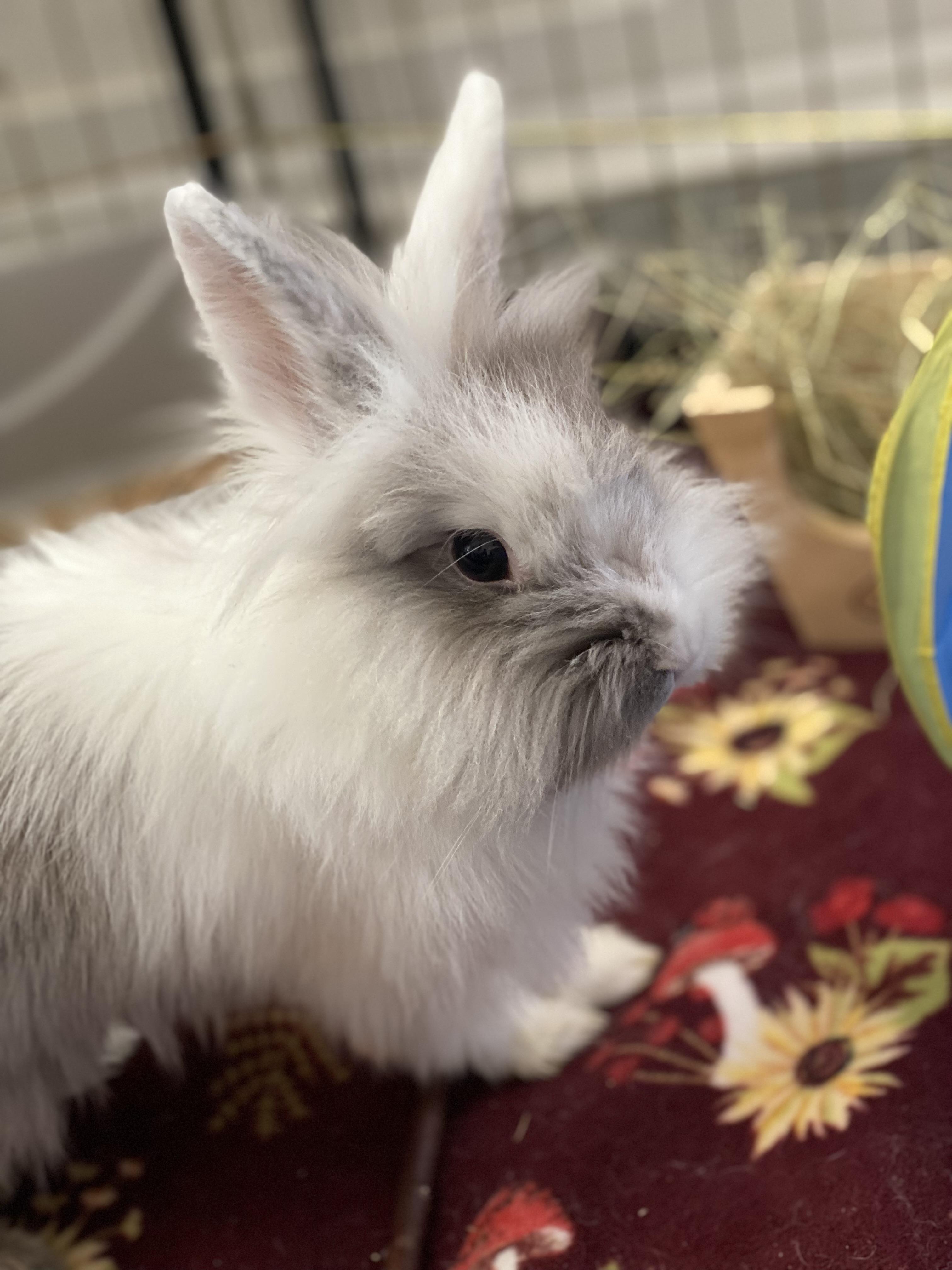 Enlarge Marble, a Adoptable mixed breed in San Antonio, TX image 1/1