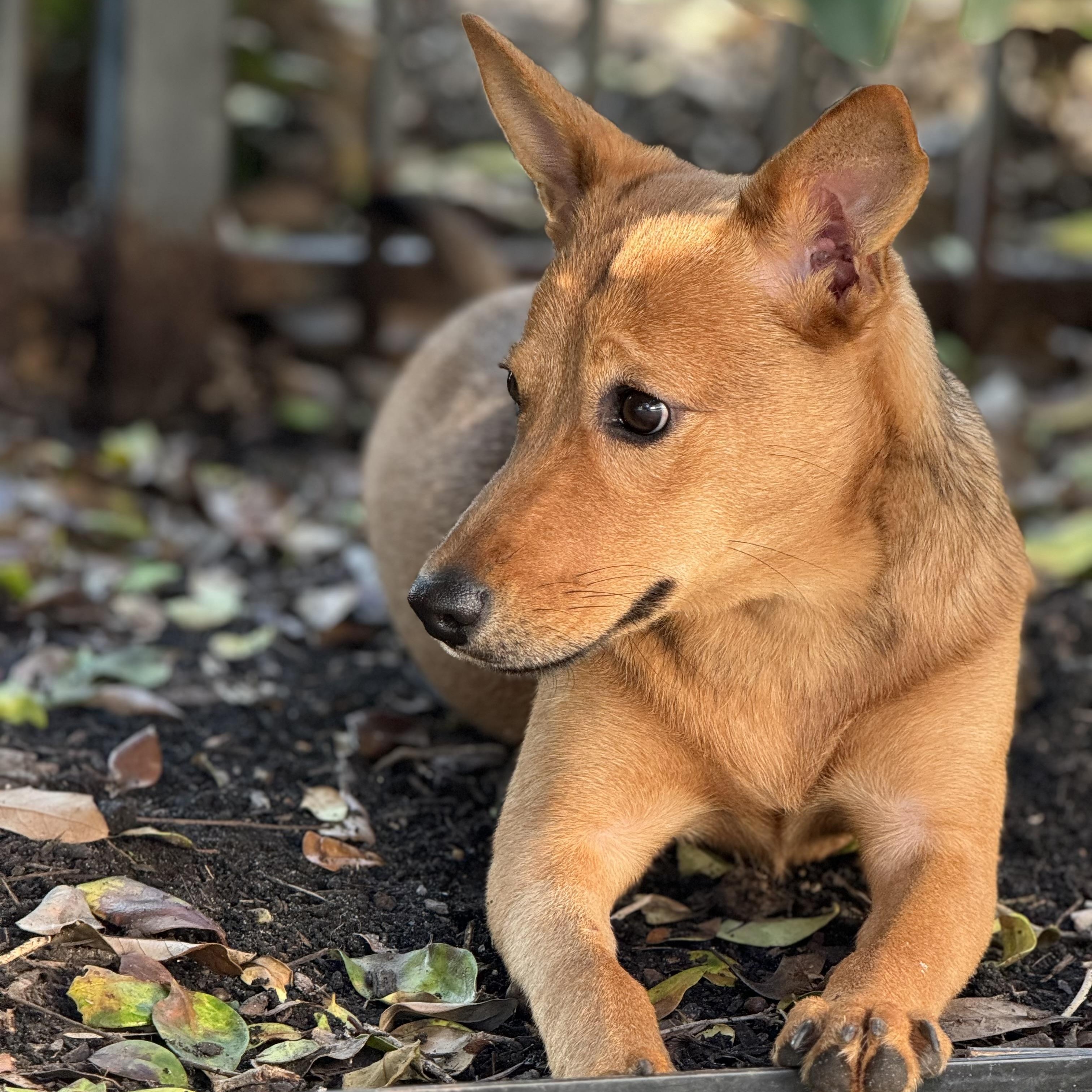 Shiloh, an adoptable Basenji, Shepherd in Sugar Land, TX, 77479 | Photo Image 1