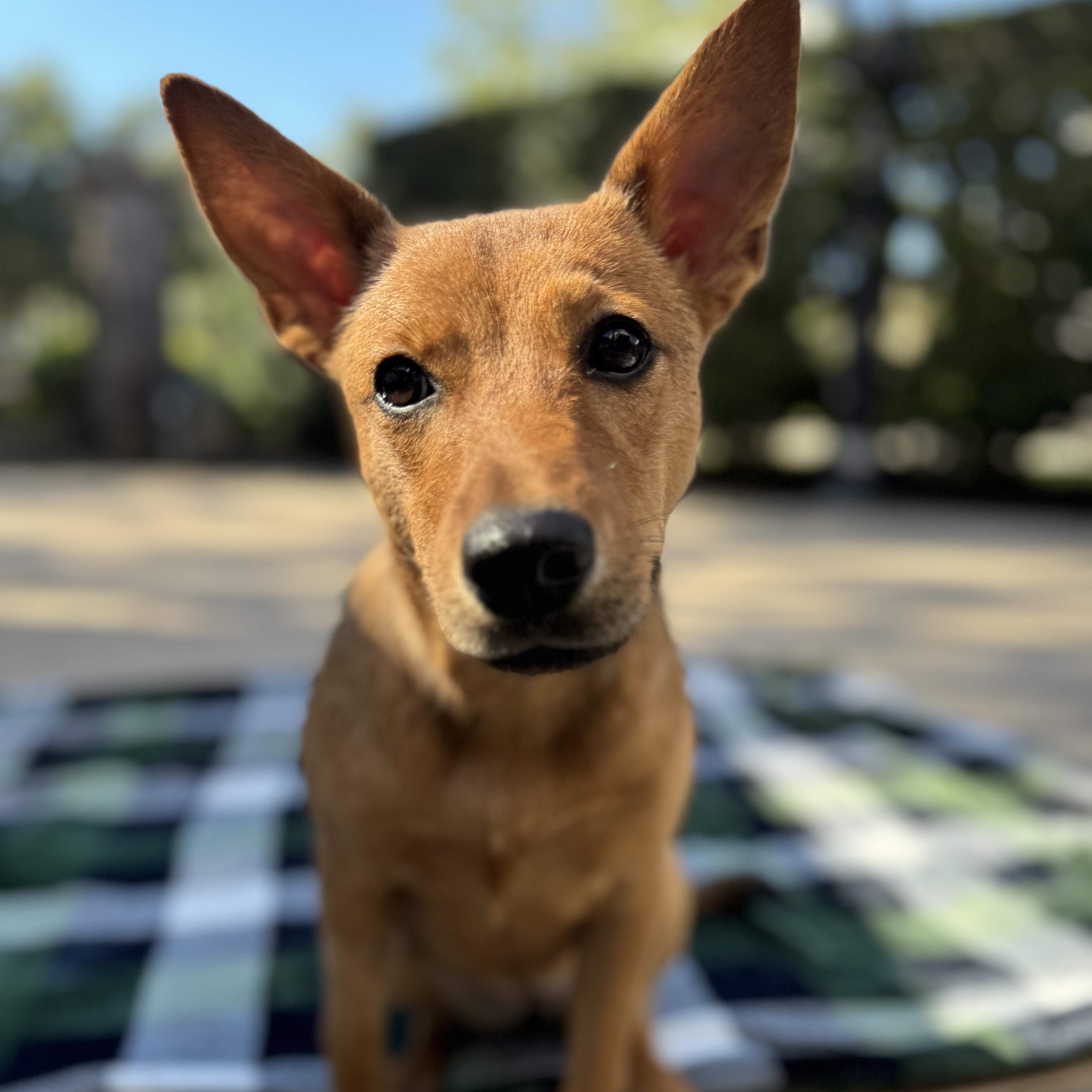Shiloh, an adoptable Basenji, Shepherd in Sugar Land, TX, 77479 | Photo Image 3