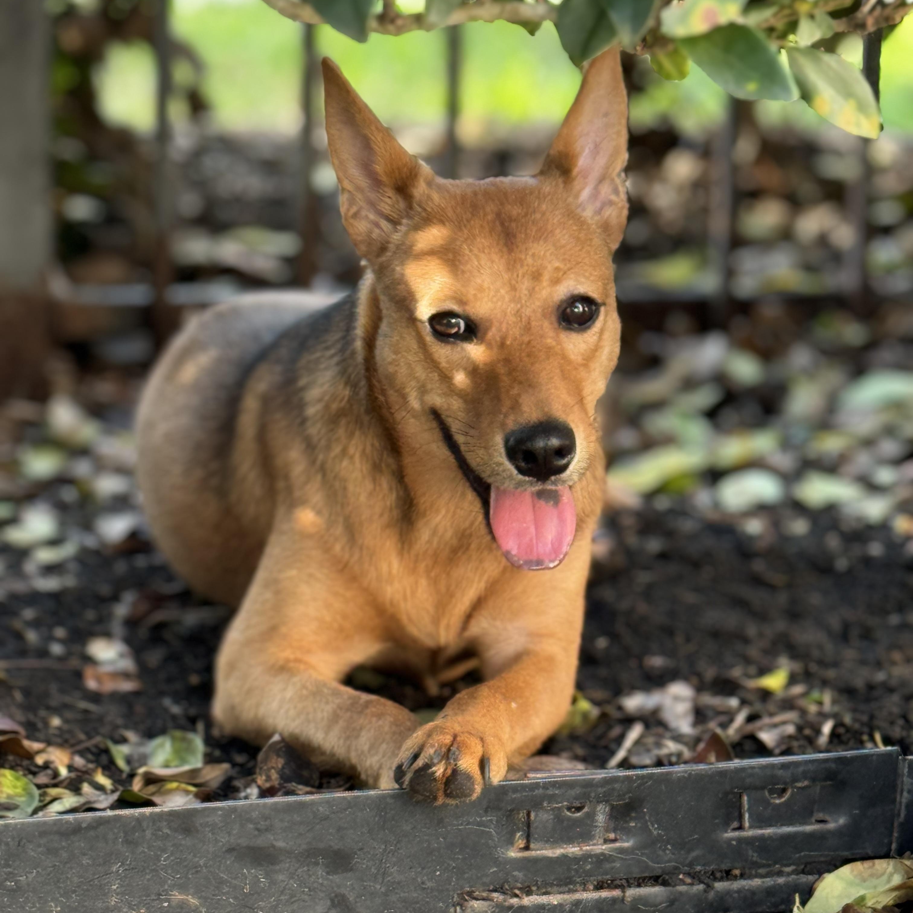 Shiloh, an adoptable Basenji, Shepherd in Sugar Land, TX, 77479 | Photo Image 2