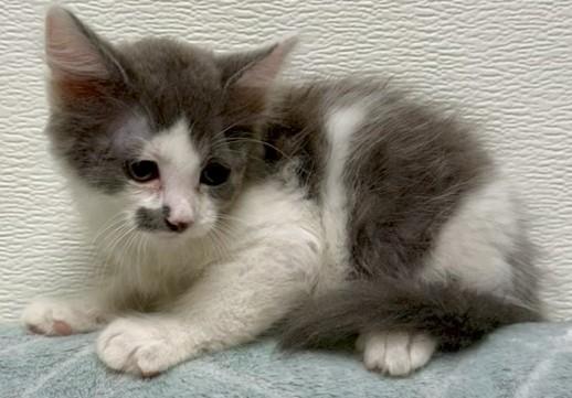 Silva, ADOPTABLE, Young Male Domestic Short Hair.