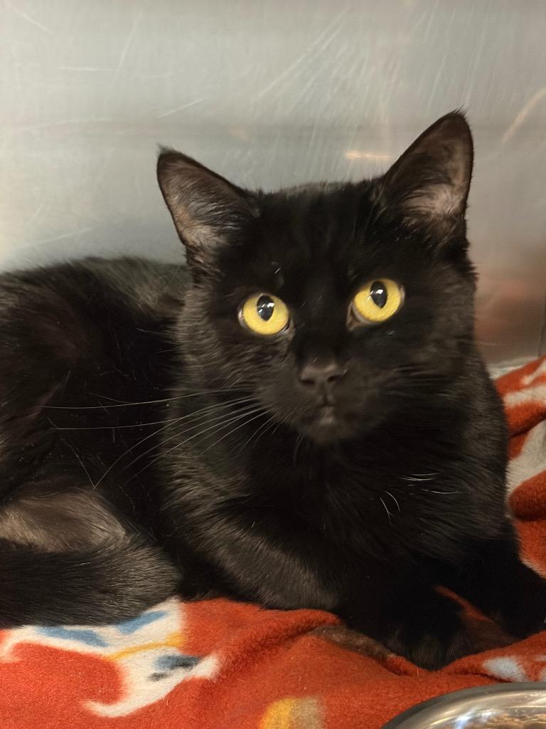 Enlarge Halo, a Adoptable mixed breed in Huntington, IN image 1/1