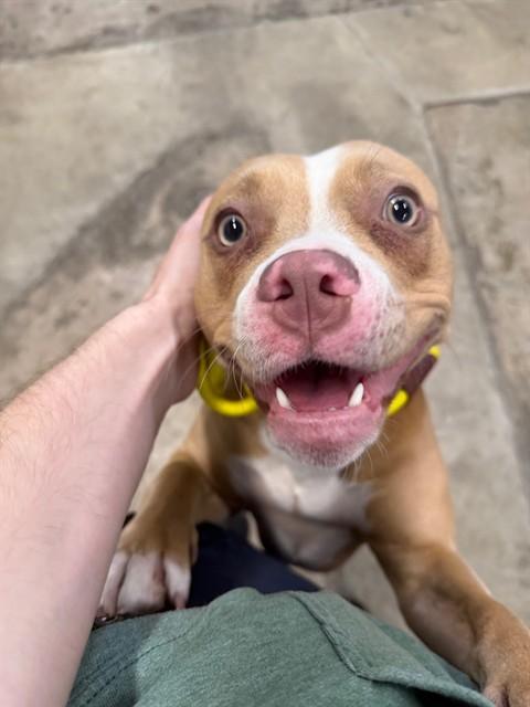 Pippin, ADOPTABLE, Adult Female Pit Bull Terrier.