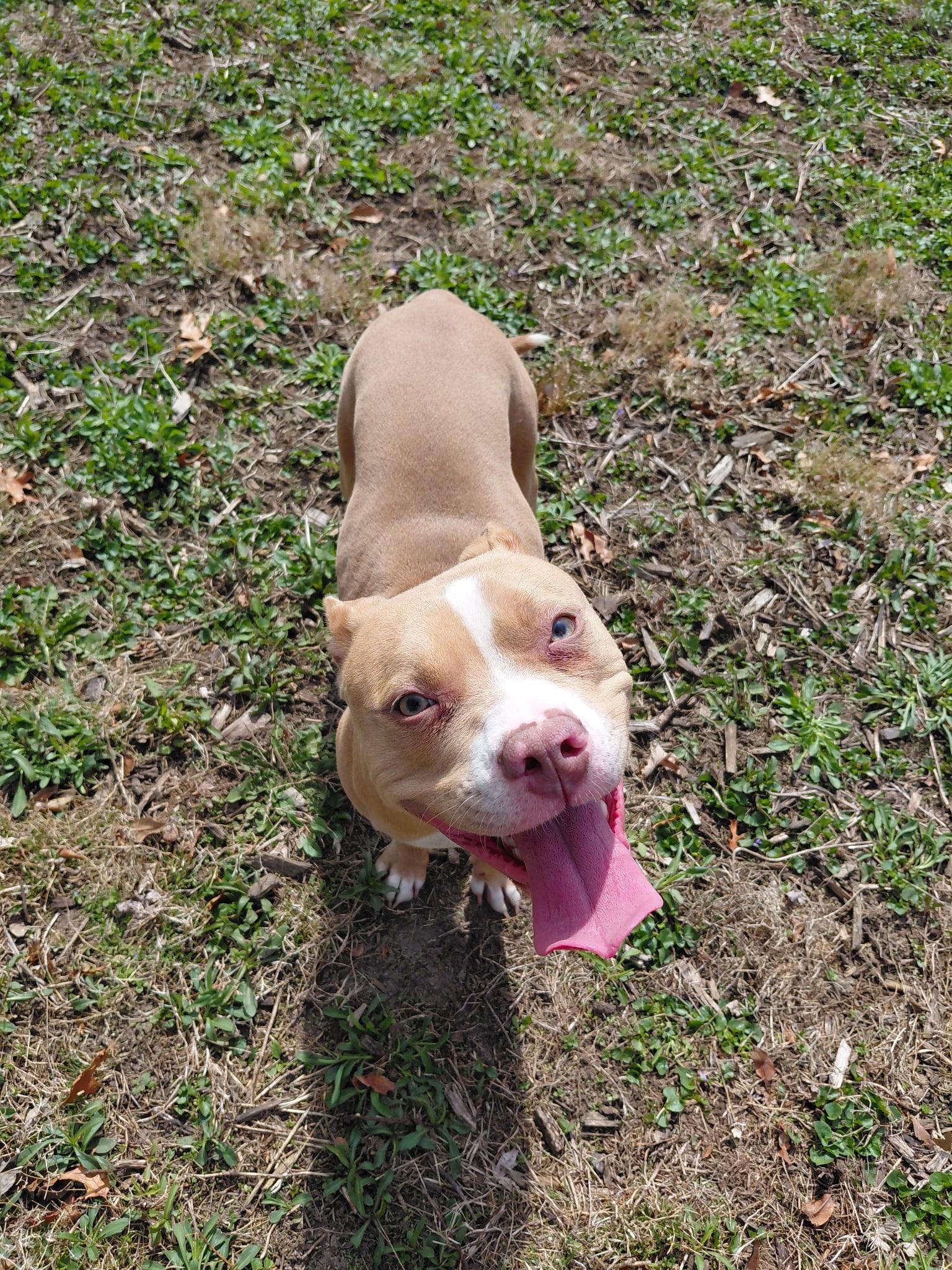 Pippin, adopted, Adult Female Pit Bull Terrier.