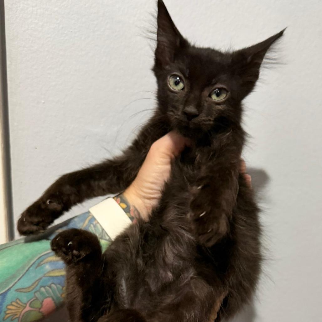 Enlarge Nyla, a Adoptable mixed breed in Simi Valley, CA image 1/1