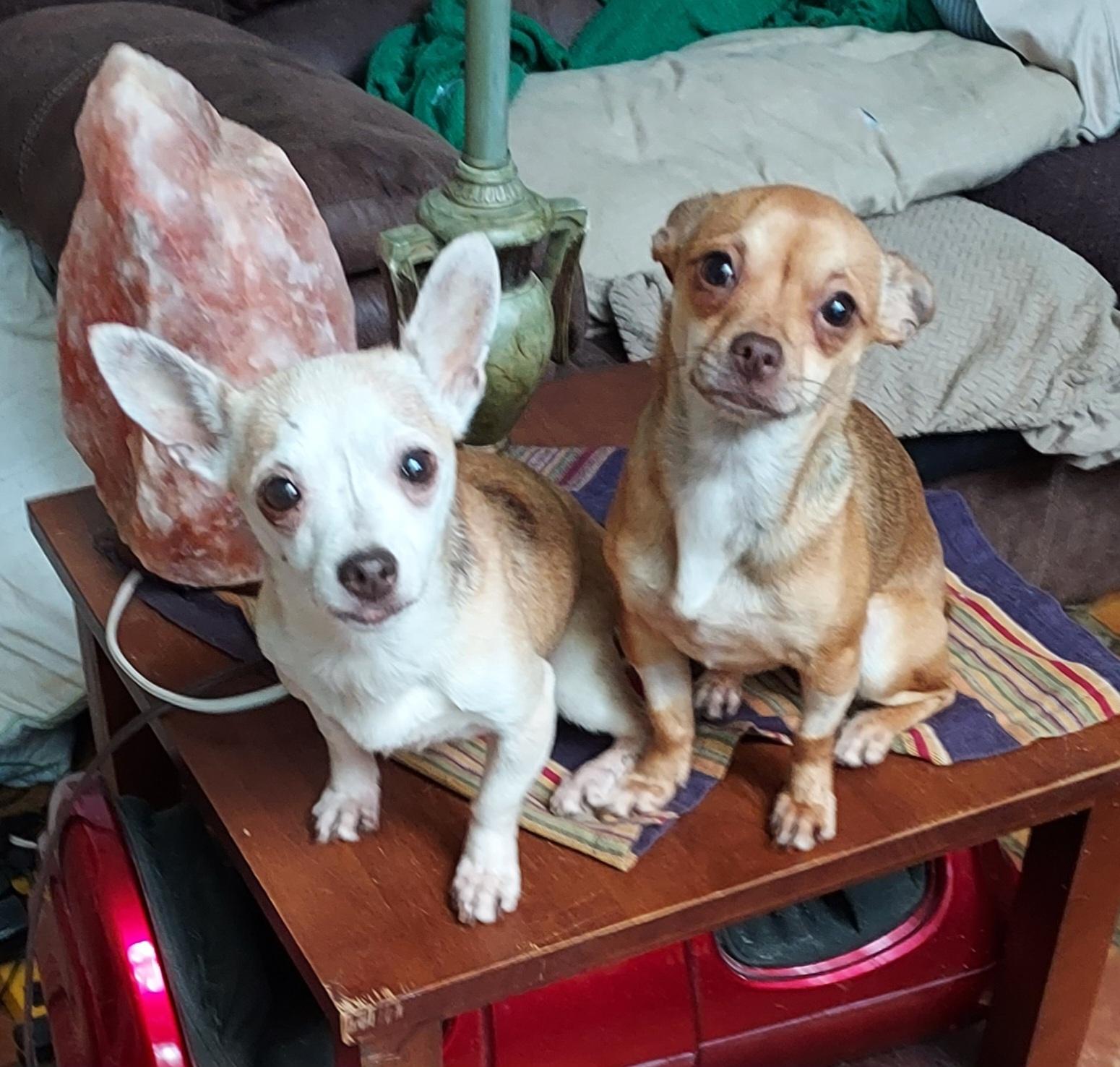 Enlarge Pippin, an adopted Chihuahua in Ellijay, GA image 2/6