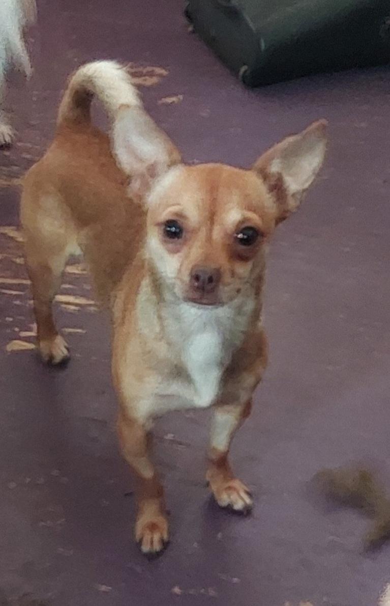 Enlarge Pippin, an adopted Chihuahua in Ellijay, GA image 5/6