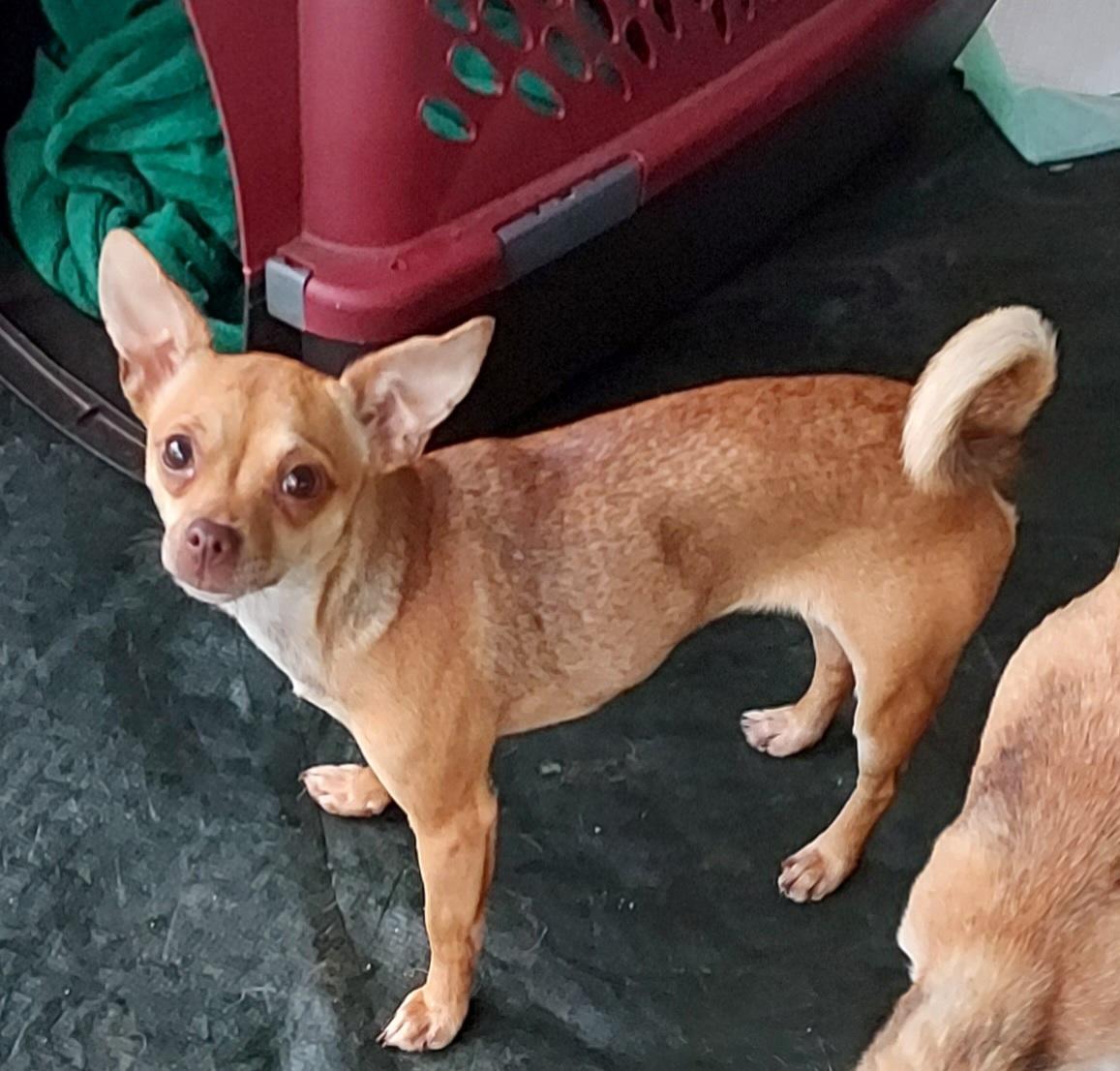 Enlarge Pippin, an adopted Chihuahua in Ellijay, GA image 3/6