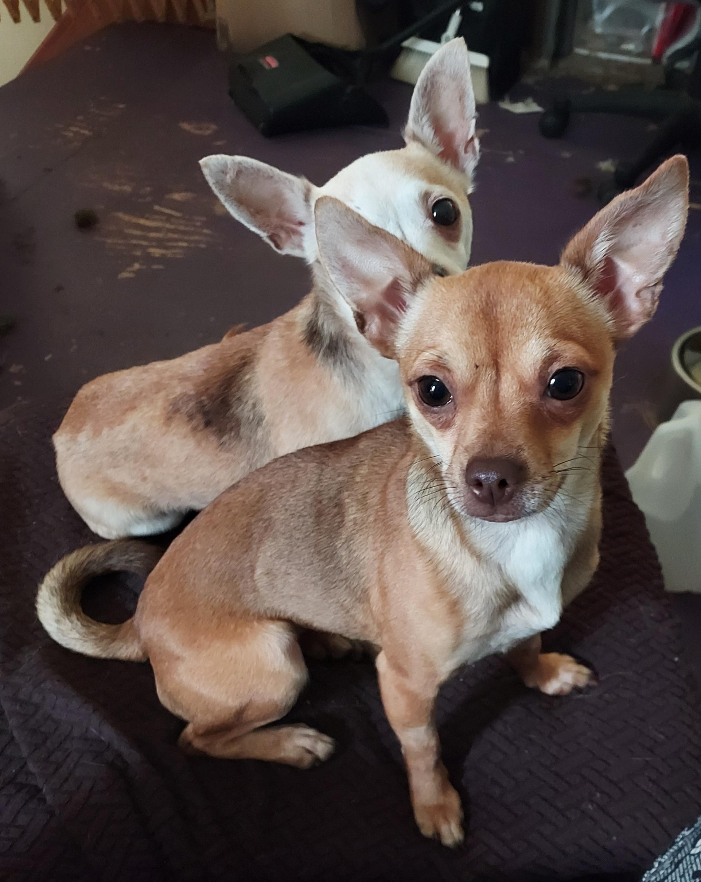 Enlarge Pippin, an adopted Chihuahua in Ellijay, GA image 4/6