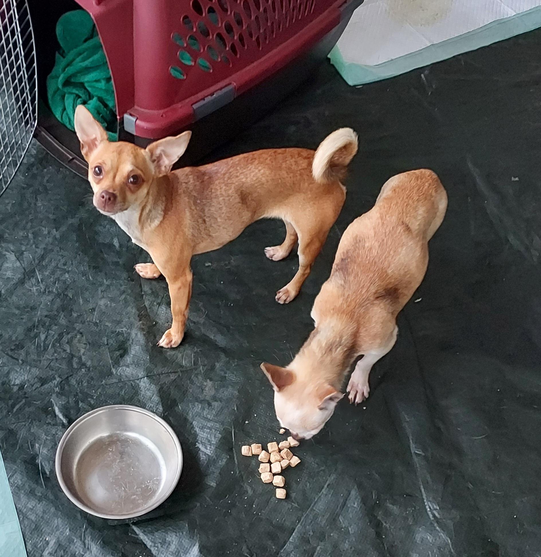 Enlarge Pippin, an adopted Chihuahua in Ellijay, GA image 6/6