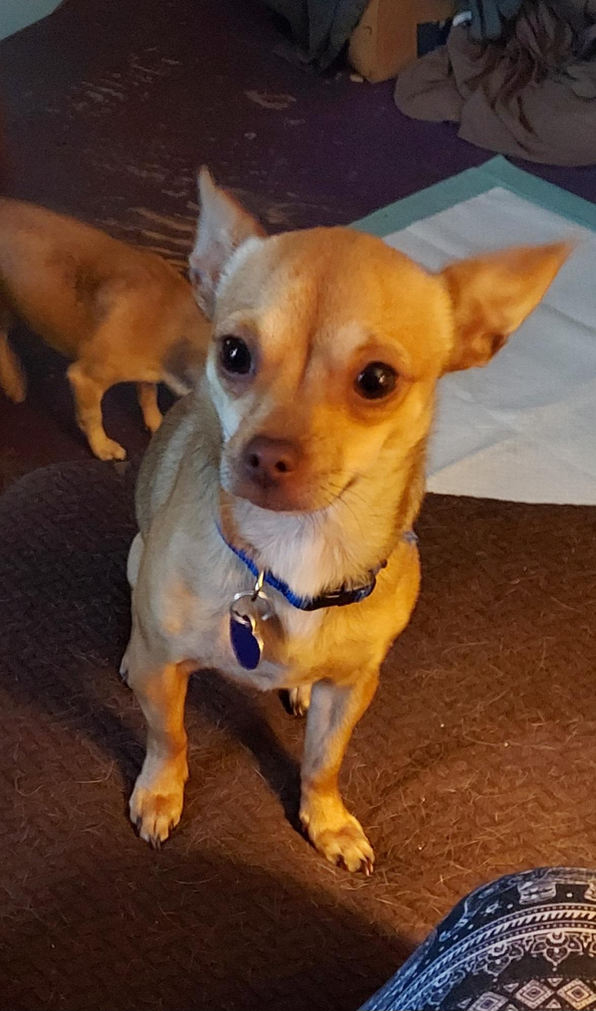 Pippin, ADOPTABLE, Adult Female Chihuahua.