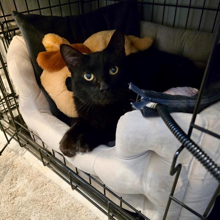 Double Doors, Adoptable, Adult Male Domestic Short Hair.