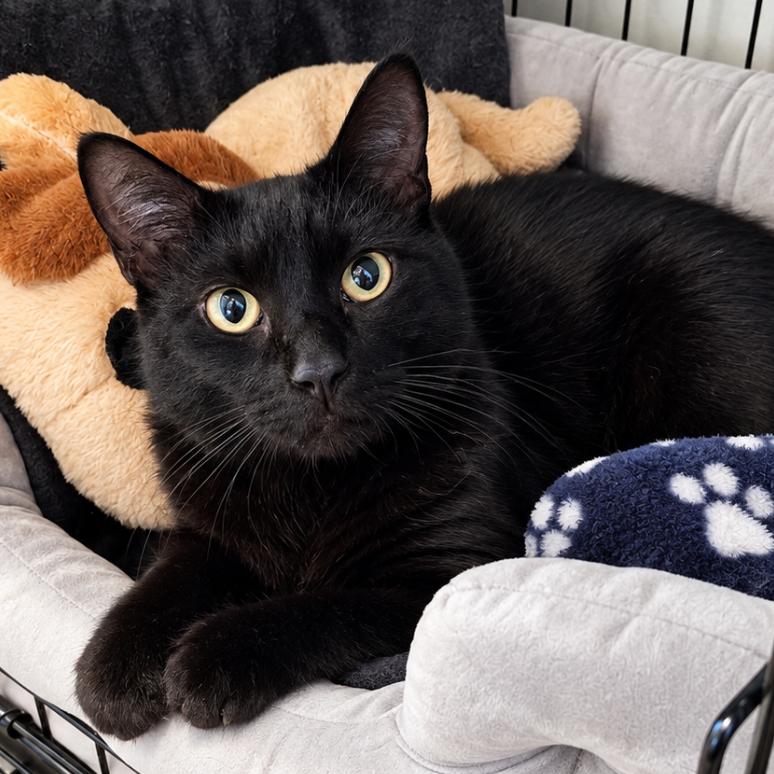 Enlarge Double Doors, a Adoptable Domestic Short Hair in Boerne, TX image 2/2