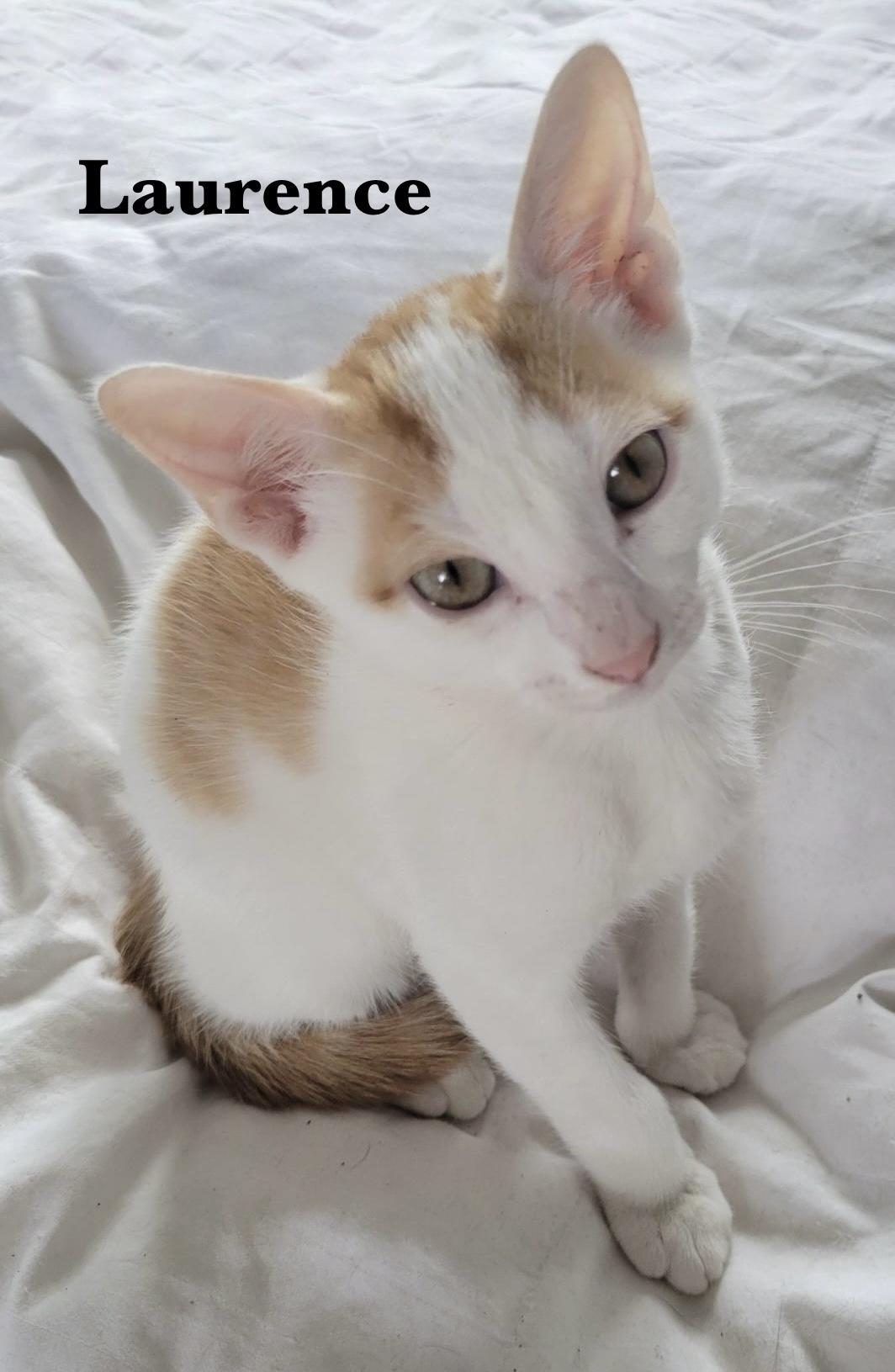 Laurence