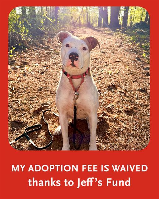 AMBER, Adoptable, Young Female Staffordshire Bull Terrier & Mixed Breed.