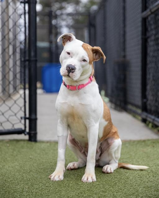 AMBER, Adoptable, Young Female Staffordshire Bull Terrier & Mixed Breed.