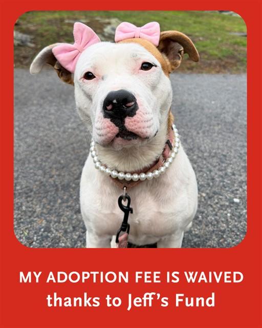 AMBER, Adoptable, Young Female Staffordshire Bull Terrier & Mixed Breed.