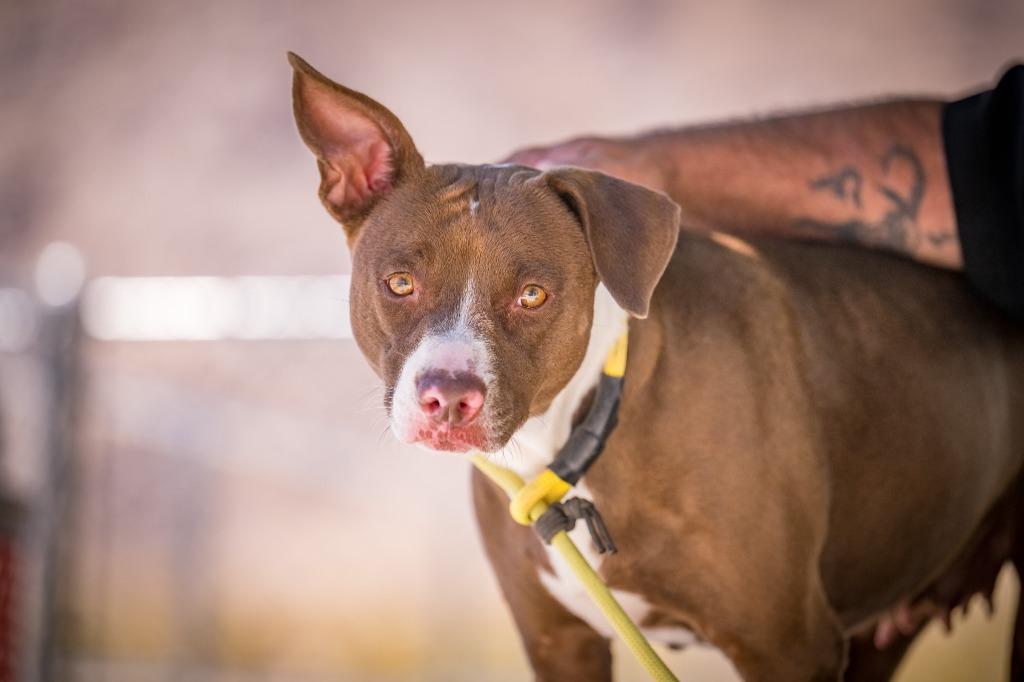 Enlarge Holly, a Adoptable mixed breed in Twentynine Palms, CA image 1/3
