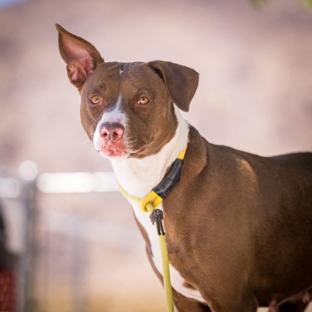 Enlarge Holly, a Adoptable mixed breed in Twentynine Palms, CA image 2/3