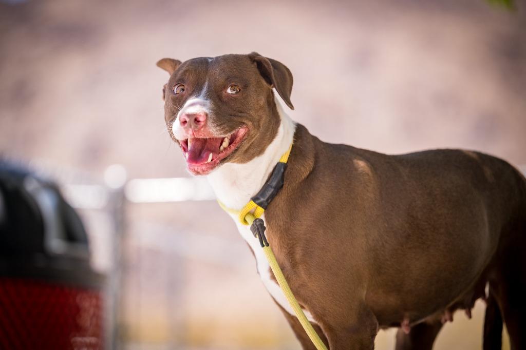 Enlarge Holly, a Adoptable mixed breed in Twentynine Palms, CA image 3/3