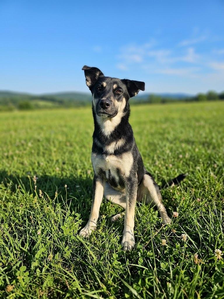 Libra, Adoptable, Young Female Shepherd & Mixed Breed.
