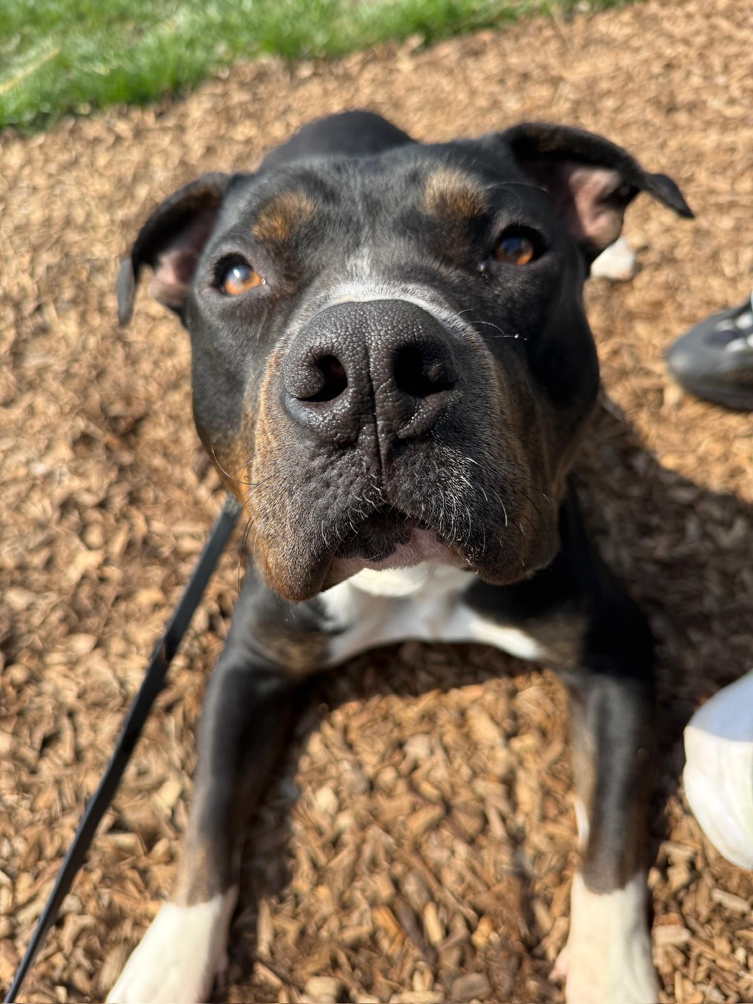 Enlarge Max, a Adoptable American Staffordshire Terrier in Billings, MT image 5/5