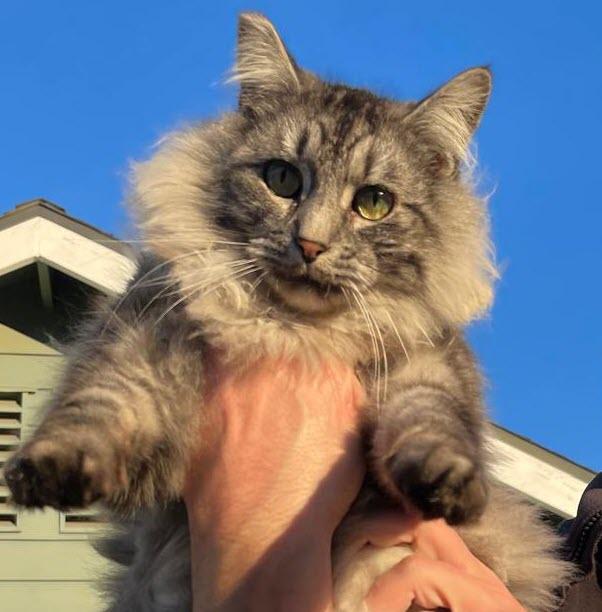 Enlarge Star, an adopted Maine Coon in Los Angeles, CA image 1/3