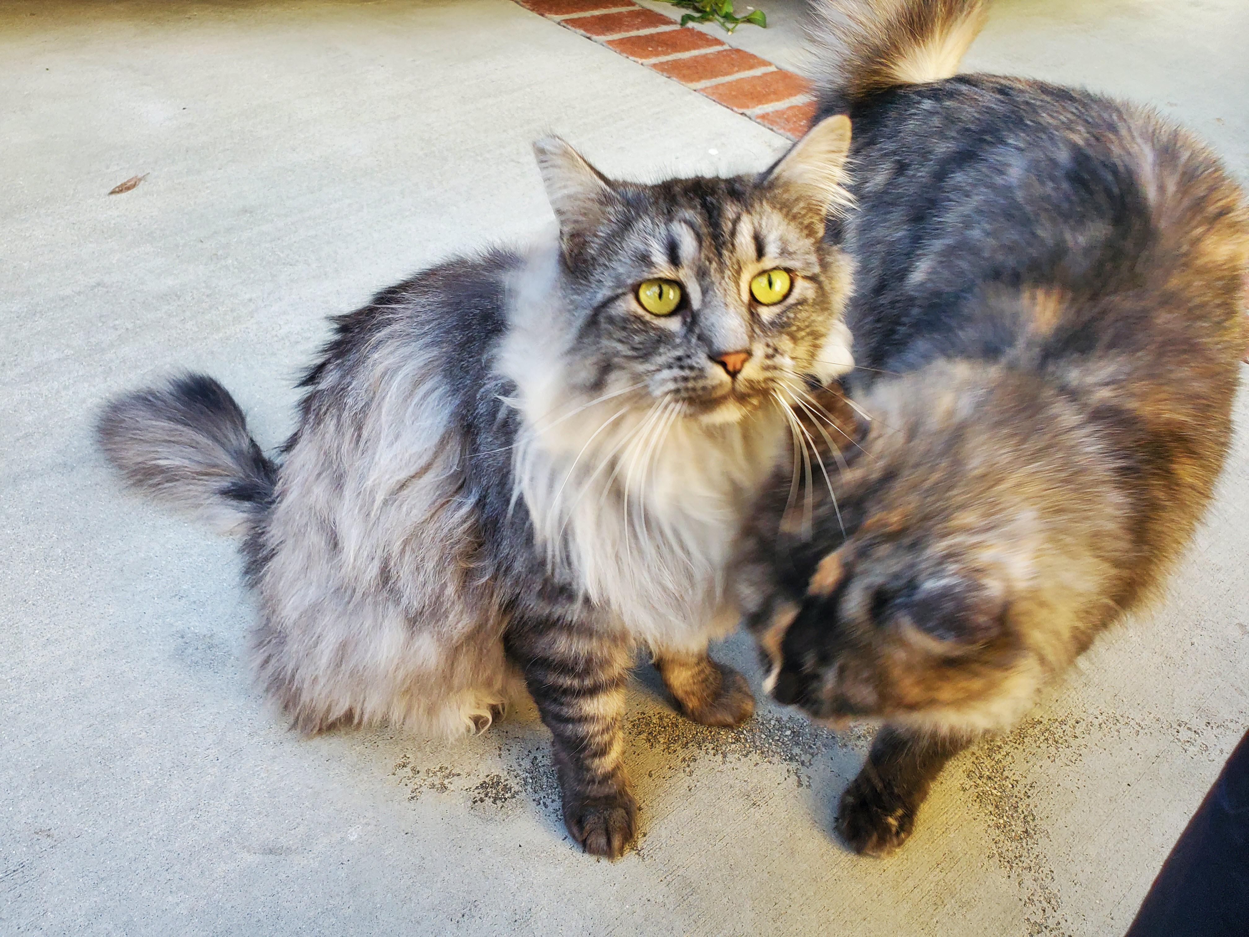 Enlarge Star, an adopted Maine Coon in Los Angeles, CA image 3/3
