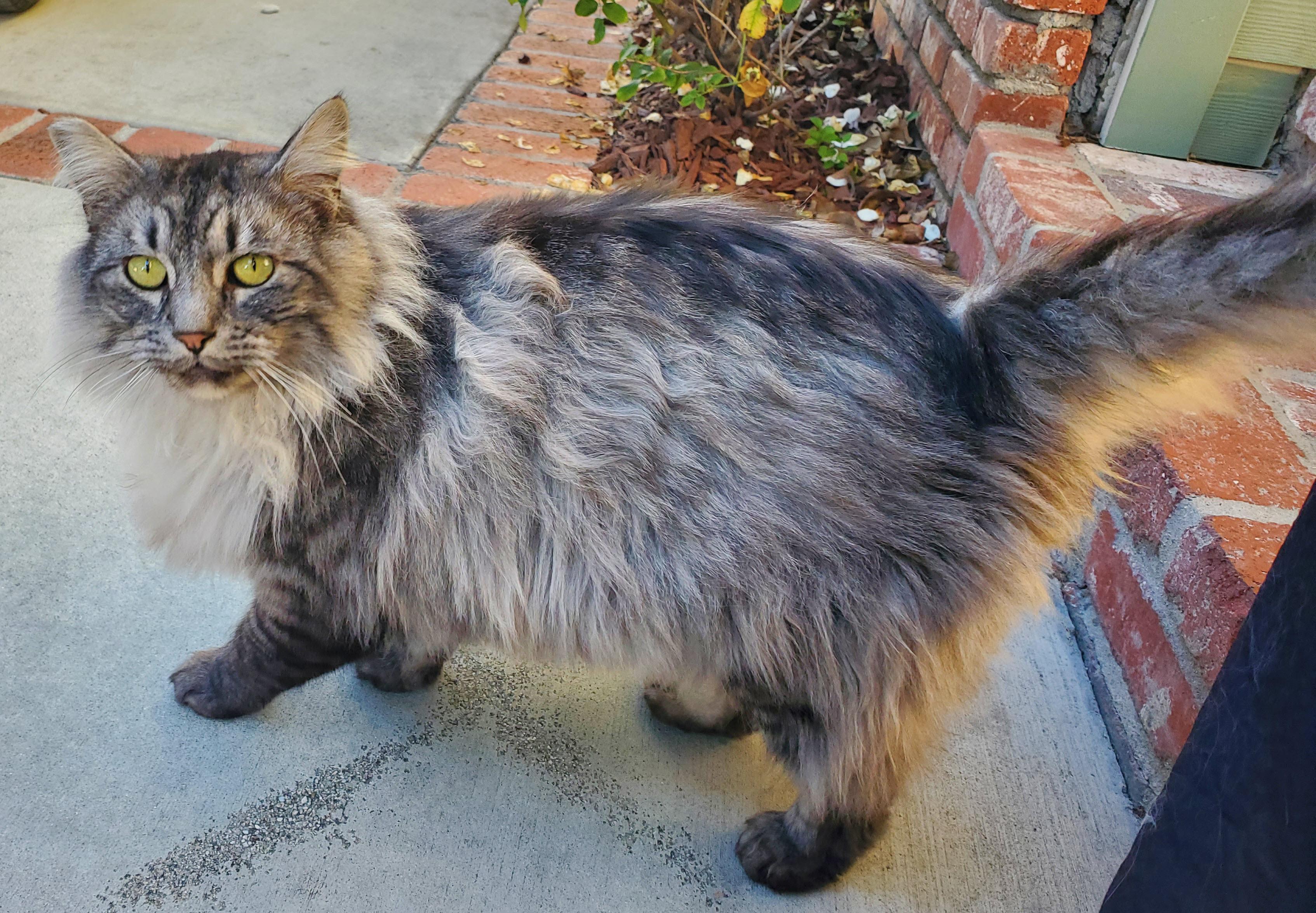 Enlarge Star, an adopted Maine Coon in Los Angeles, CA image 2/3