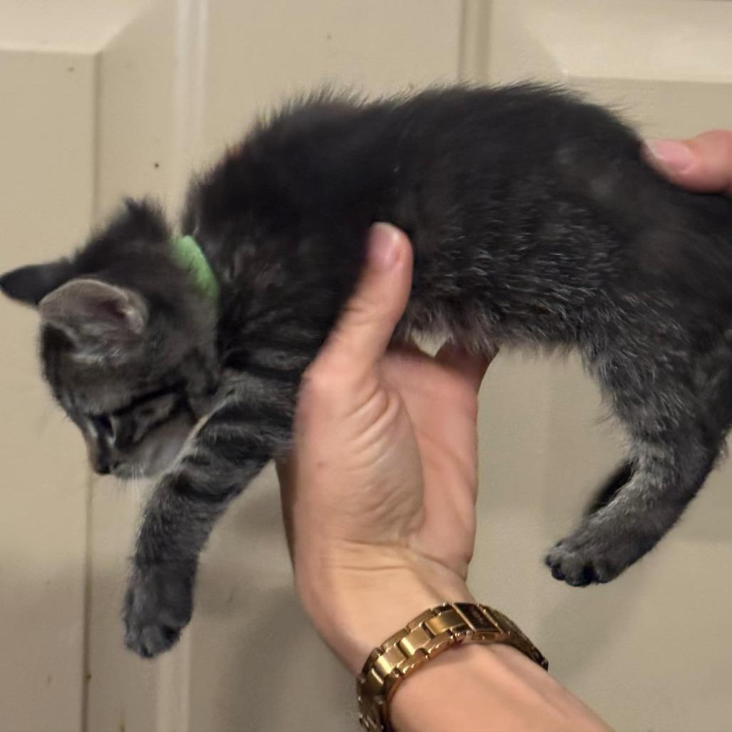 Valerie, Adoptable, Kitten Female Domestic Short Hair.