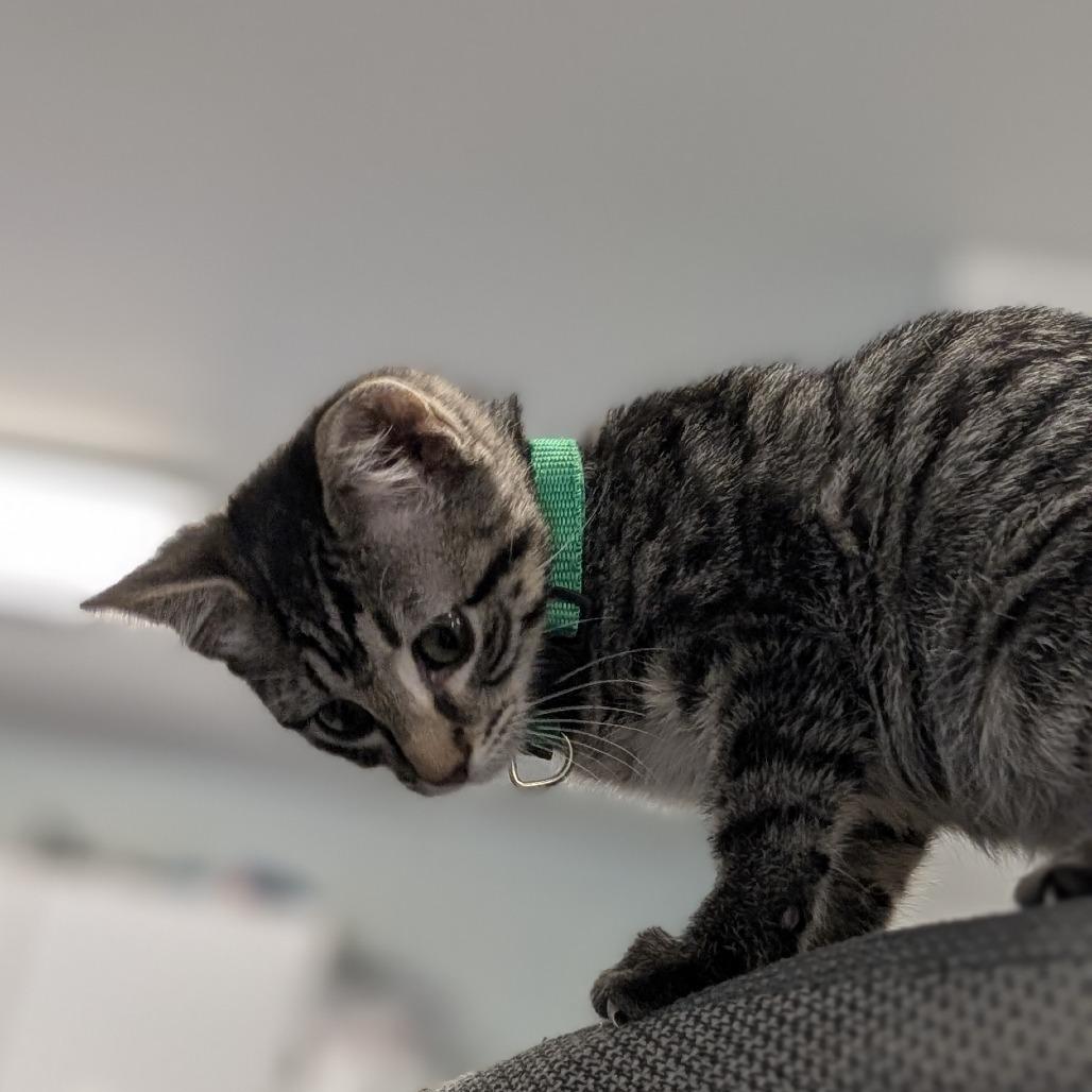 Valerie, a Adoptable Domestic Short Hair in Buffalo, WY image 2/3