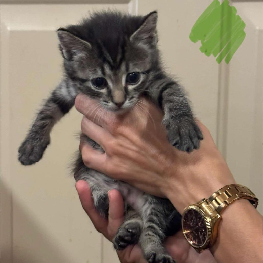 Valerie, a Adoptable Domestic Short Hair in Buffalo, WY image 3/3