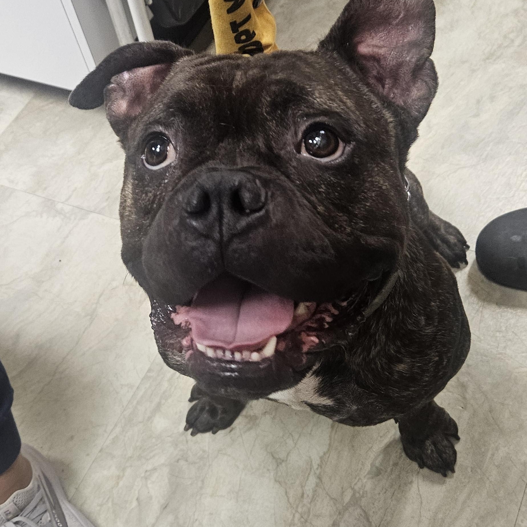 Bowser, Adopted, Young Male Bulldog & French Bulldog.