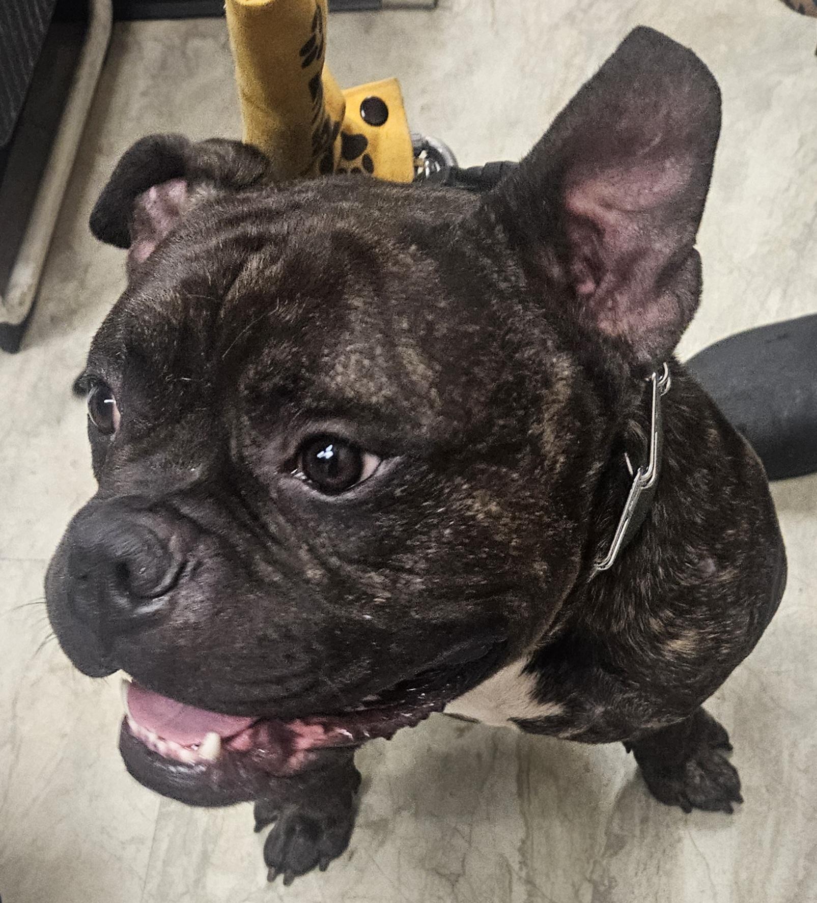 Enlarge Bowser, a Adopted mixed breed in Hopewell Jct, NY image 2/6