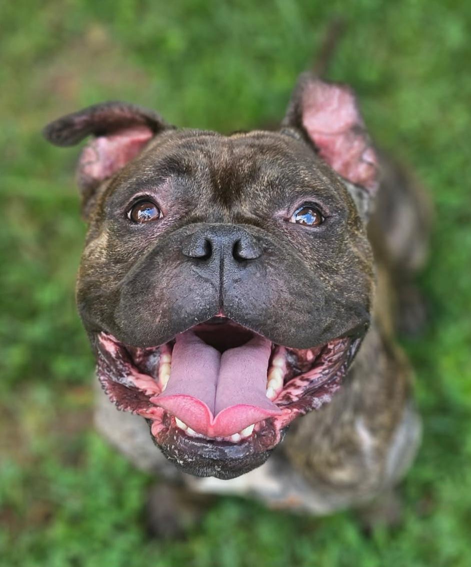 Enlarge Bowser, a Adopted mixed breed in Hopewell Jct, NY image 3/6