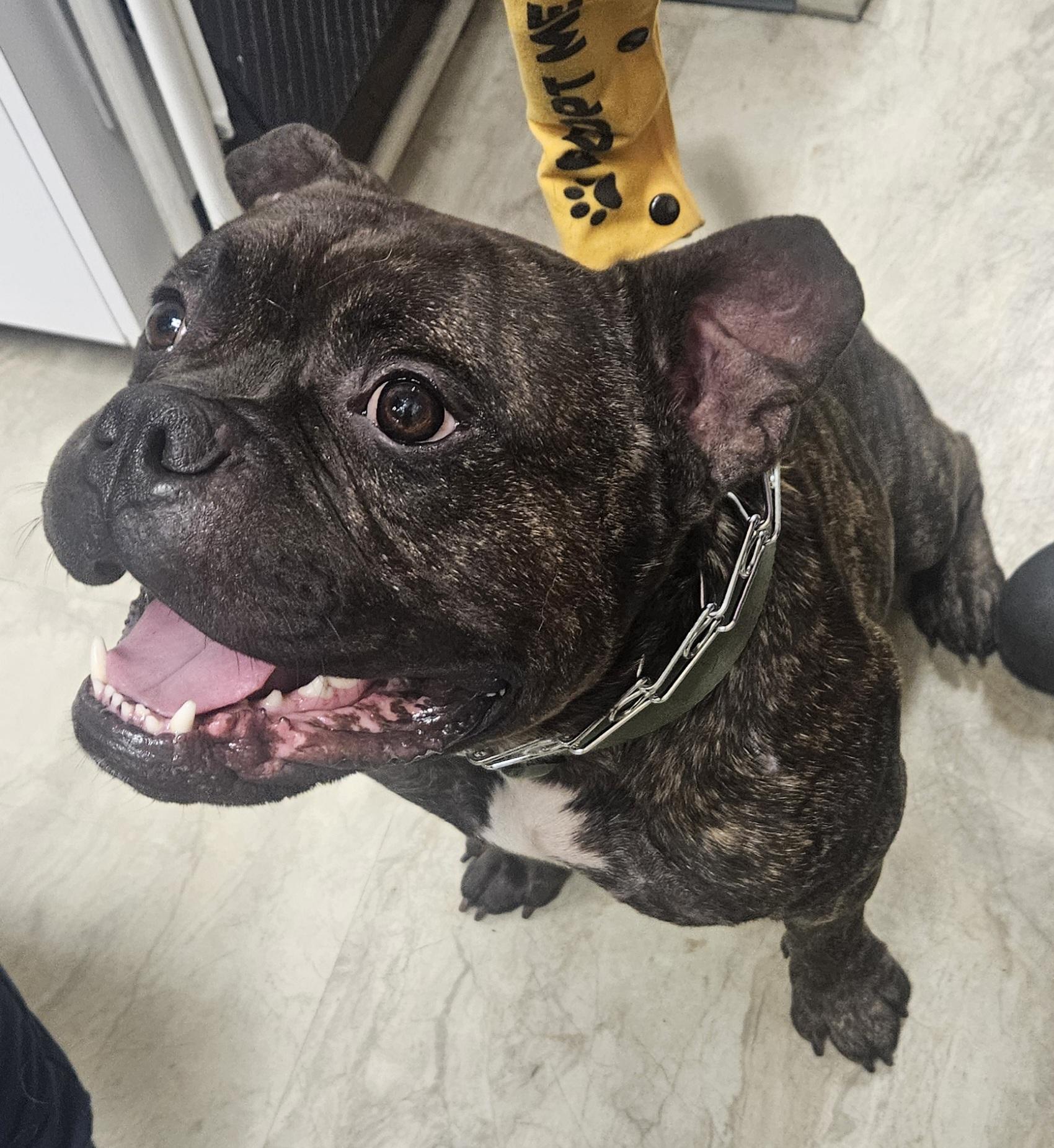 Enlarge Bowser, a Adopted mixed breed in Hopewell Jct, NY image 4/6