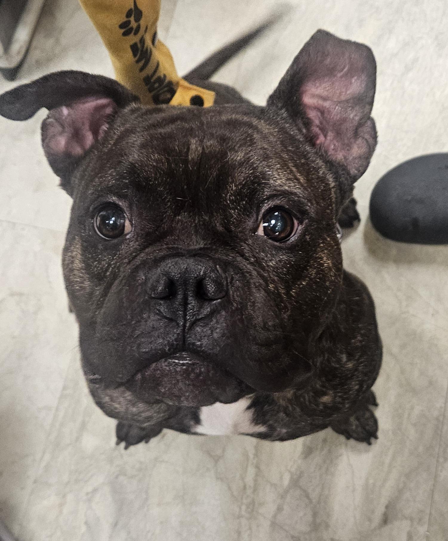 Enlarge Bowser, a Adopted mixed breed in Hopewell Jct, NY image 5/6