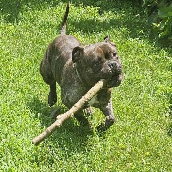 Enlarge Bowser, a Adopted mixed breed in Hopewell Jct, NY image 6/6