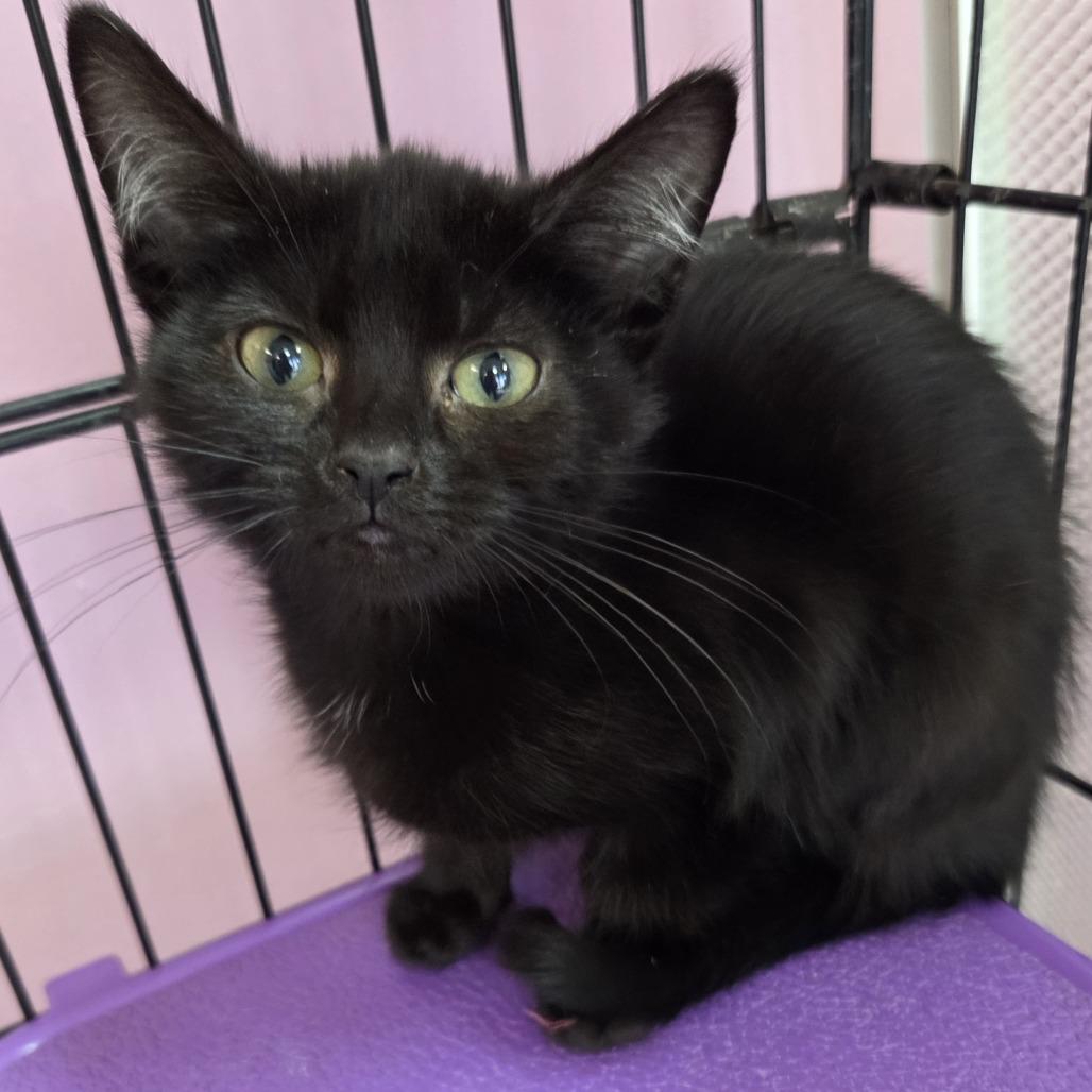 Caterpillar, Adoptable, Kitten Female American Shorthair.