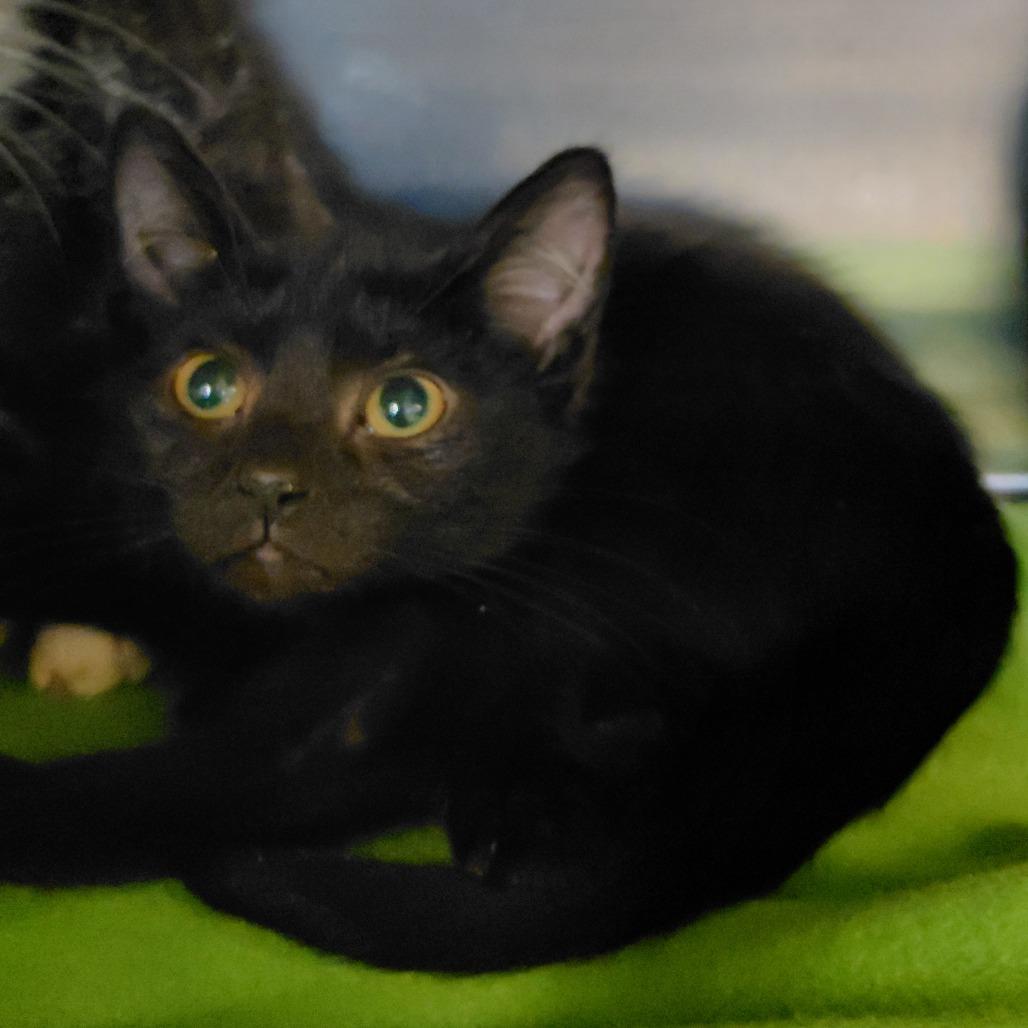 Caterpillar, Adoptable, Kitten Female American Shorthair.