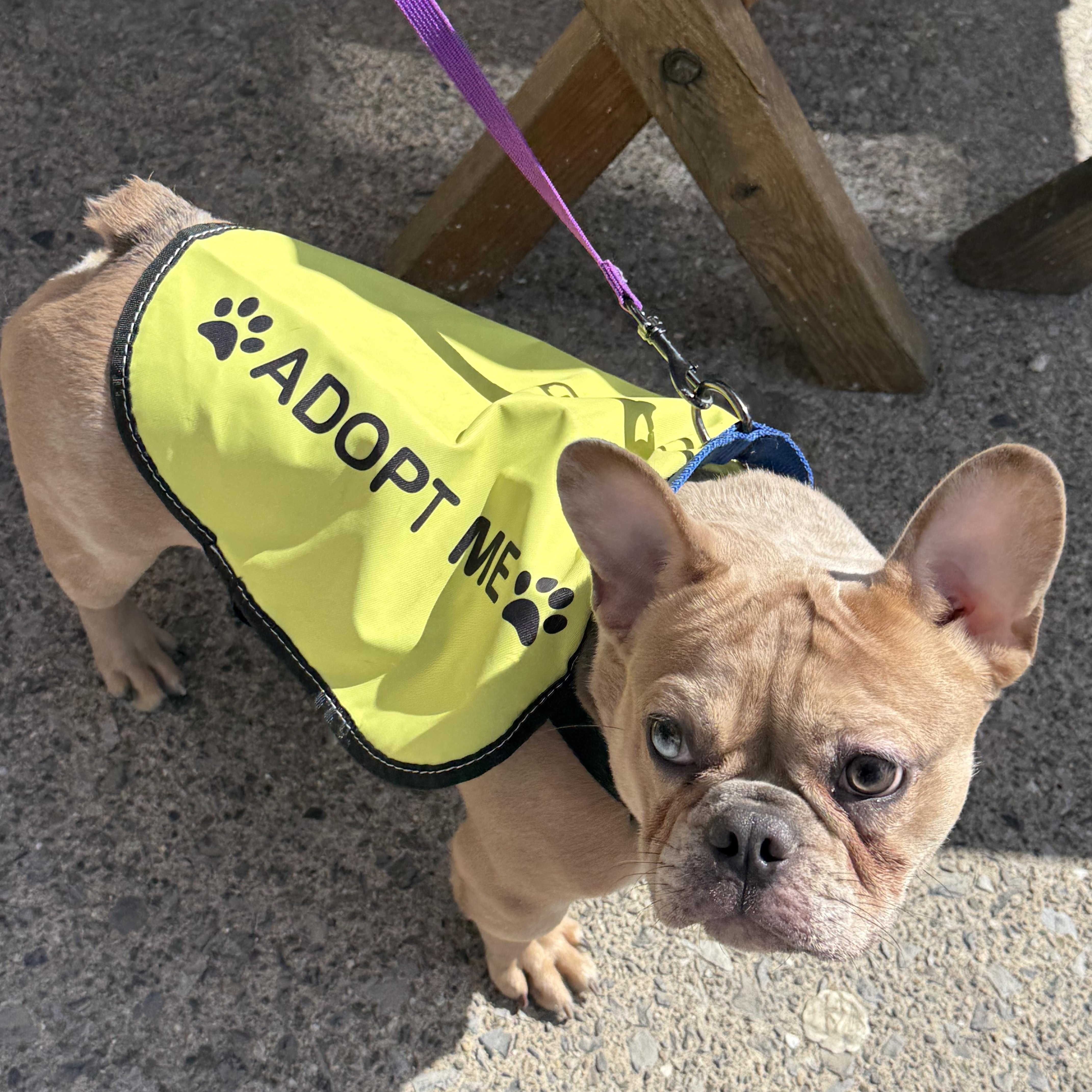 Enlarge Shamrock, an adopted French Bulldog in Bayville , NY image 1/5