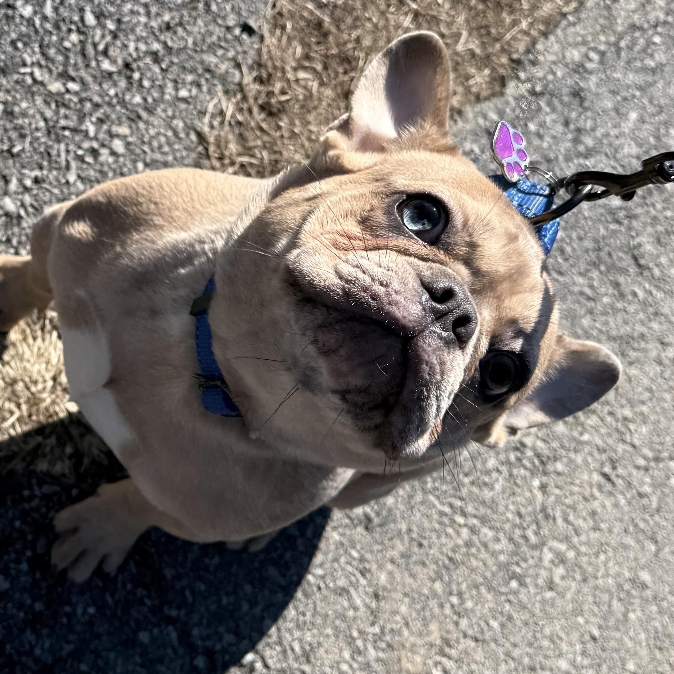 Enlarge Shamrock, an adopted French Bulldog in Bayville , NY image 4/5