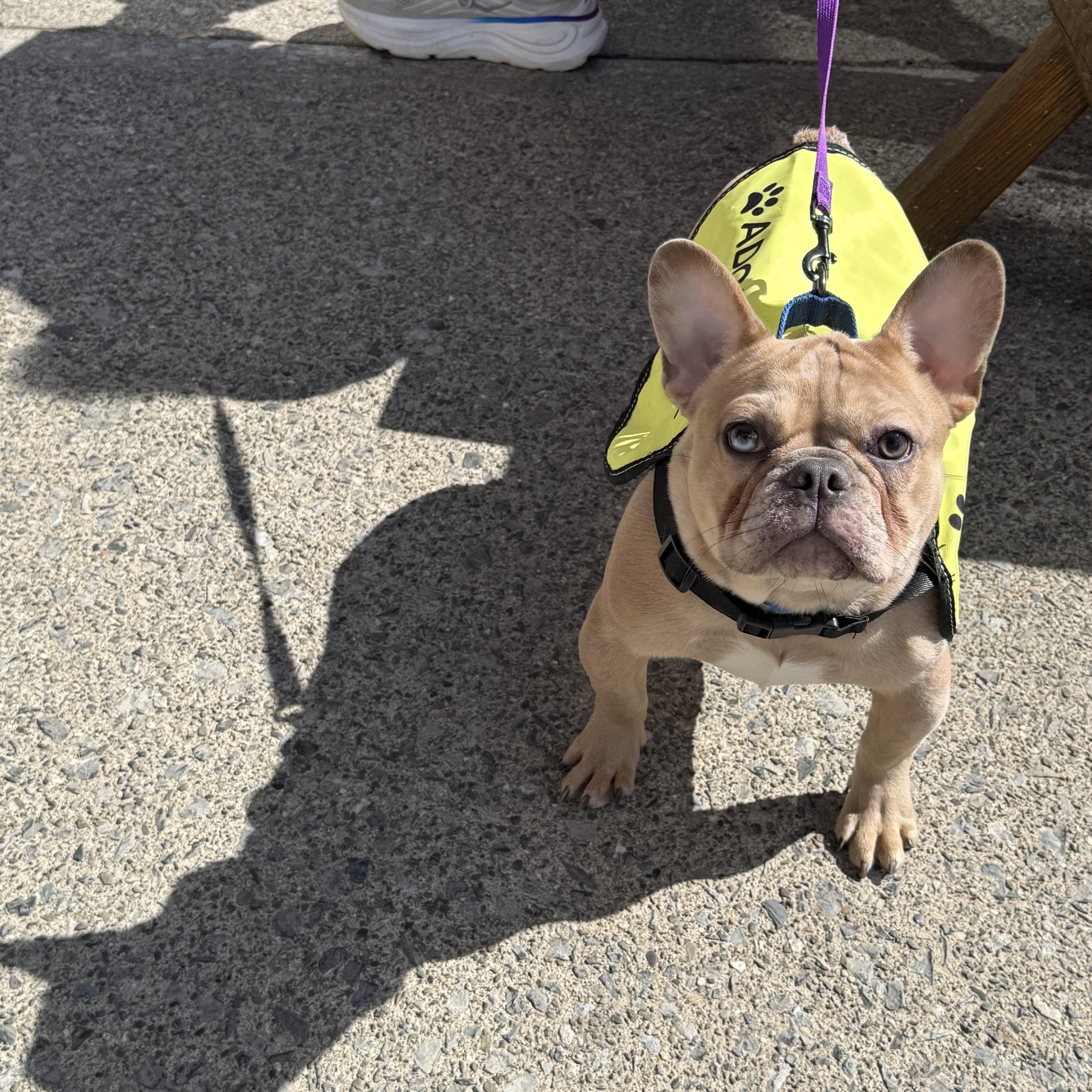Enlarge Shamrock, an adopted French Bulldog in Bayville , NY image 3/5
