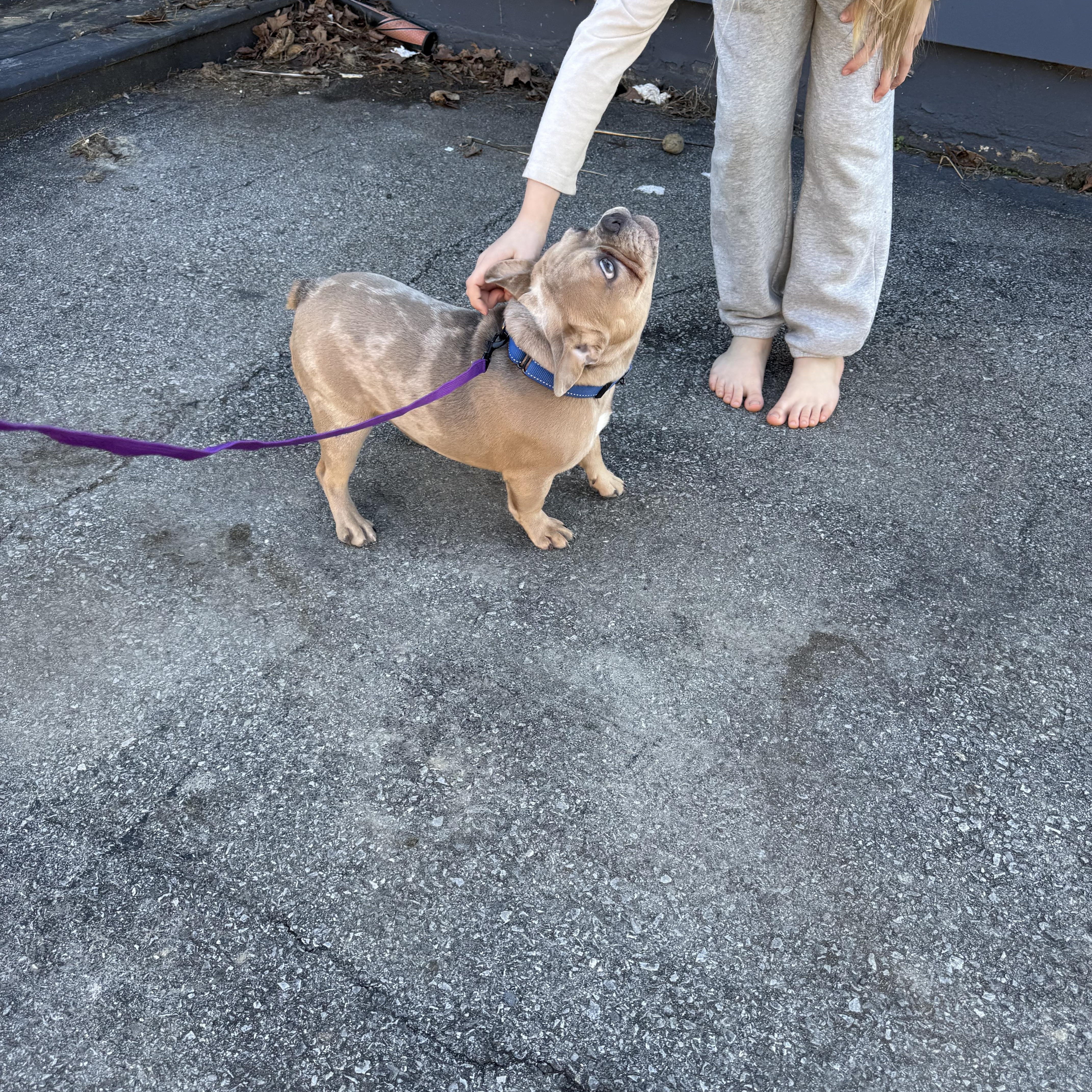 Enlarge Shamrock, an adopted French Bulldog in Bayville , NY image 5/5