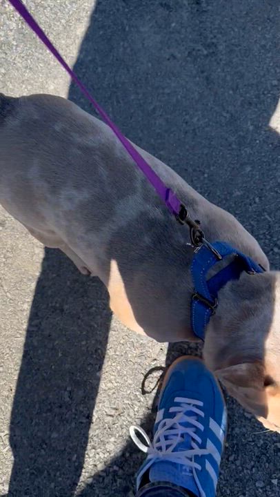 Enlarge Shamrock, an adopted French Bulldog in Bayville , NY video 2/5