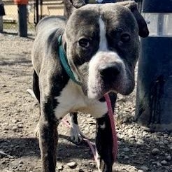 Montell — thumbnail 2